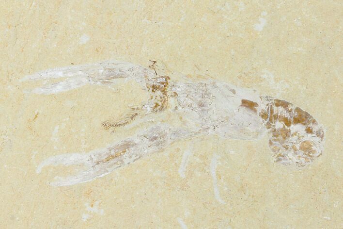 Cretaceous Lobster (Pseudostacus) Fossil - Lebanon #147048